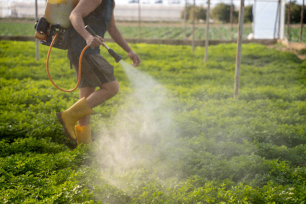 Best Pest Removal Services  in Grapeland, TX