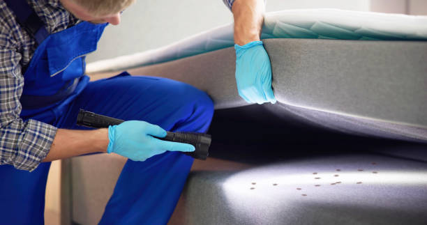 Best Local Pest Control Services  in Grapeland, TX