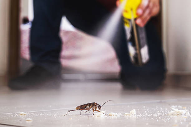 Best Flea Control Services  in Grapeland, TX