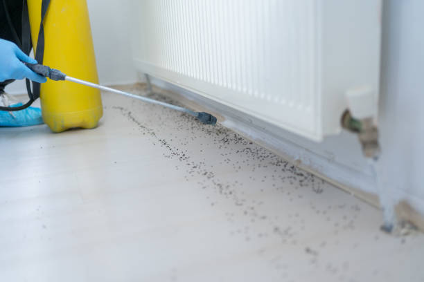 Best Best Pest Control Companies  in Grapeland, TX